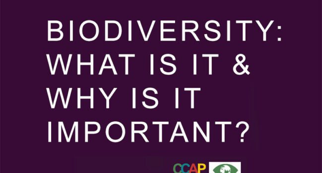 Biodiversity: what is it and why is it important?